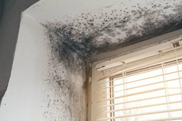 Affordable Hvac And Air Duct Mold Remediation solutions in Richmond, MI